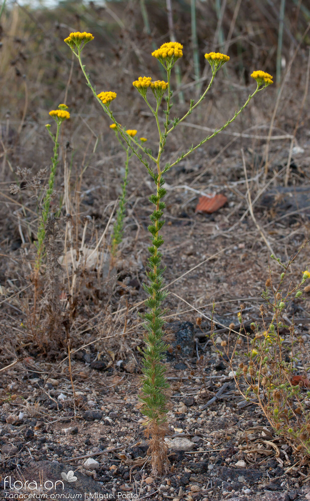 Tanacetum annuum - Hábito | Miguel Porto; CC BY-NC 4.0