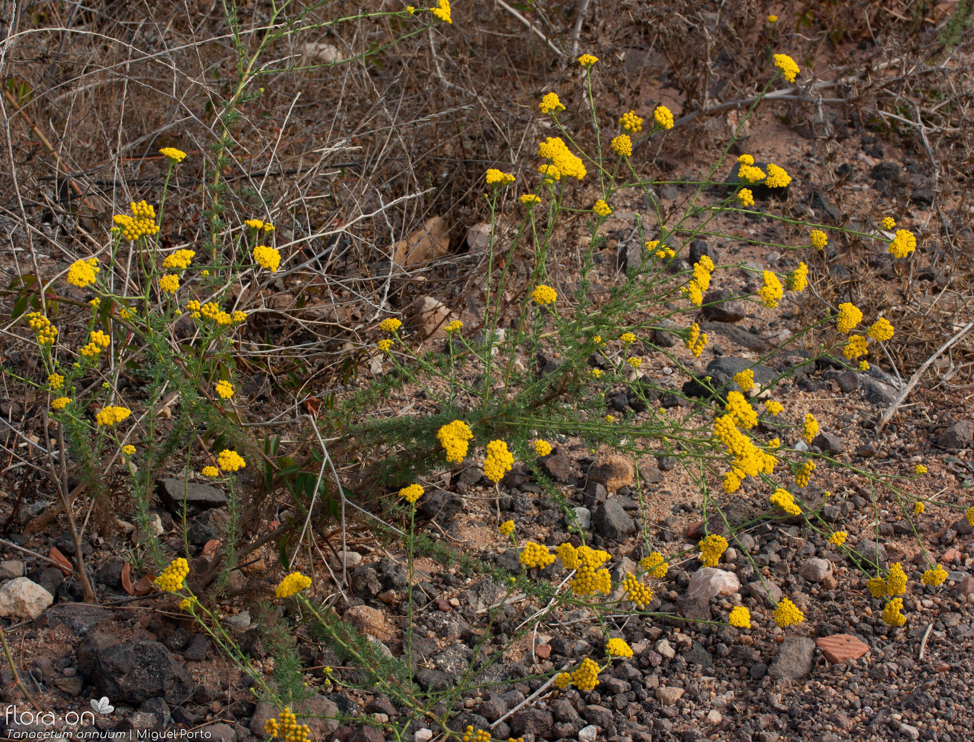 Tanacetum annuum - Hábito | Miguel Porto; CC BY-NC 4.0