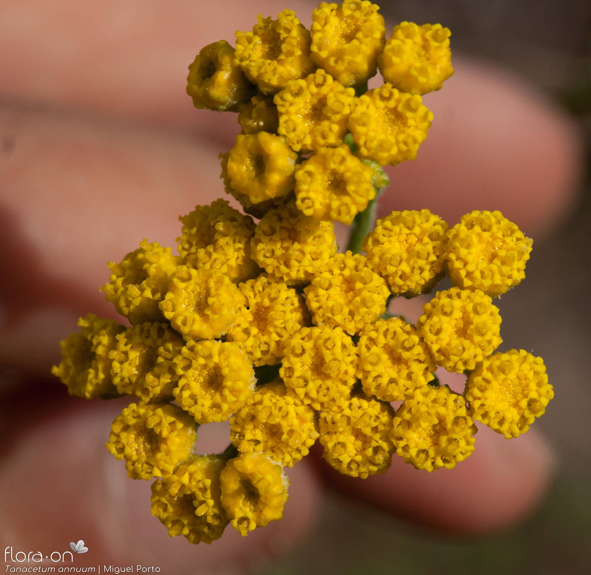 Tanacetum annuum - Flor (geral) | Miguel Porto; CC BY-NC 4.0