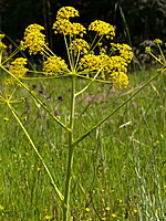Thapsia villosa