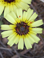 Tolpis barbata-(1)