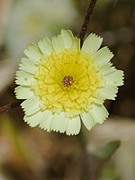 Tolpis umbellata
