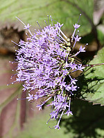 Trachelium caeruleum