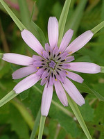 Tragopogon hybridus