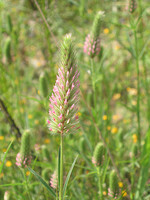 Trifolium angustifolium