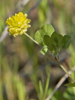 Trifolium campestre