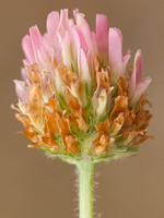 Trifolium fragiferum