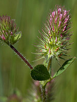 Trifolium ligusticum