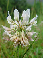 Trifolium repens