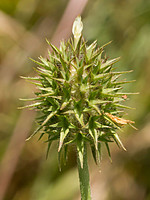 Trifolium squarrosum