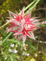 Trifolium stellatum