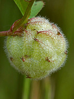 Trifolium tomentosum