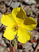 Tuberaria lignosa