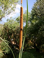 Typha domingensis