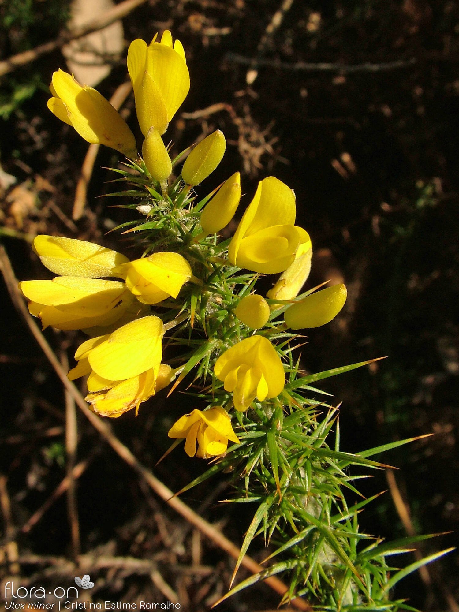 Ulex minor
