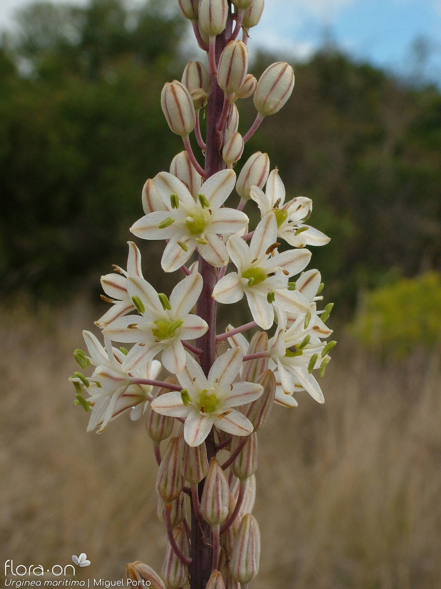 Urginea maritima