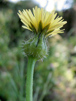 Urospermum picroides