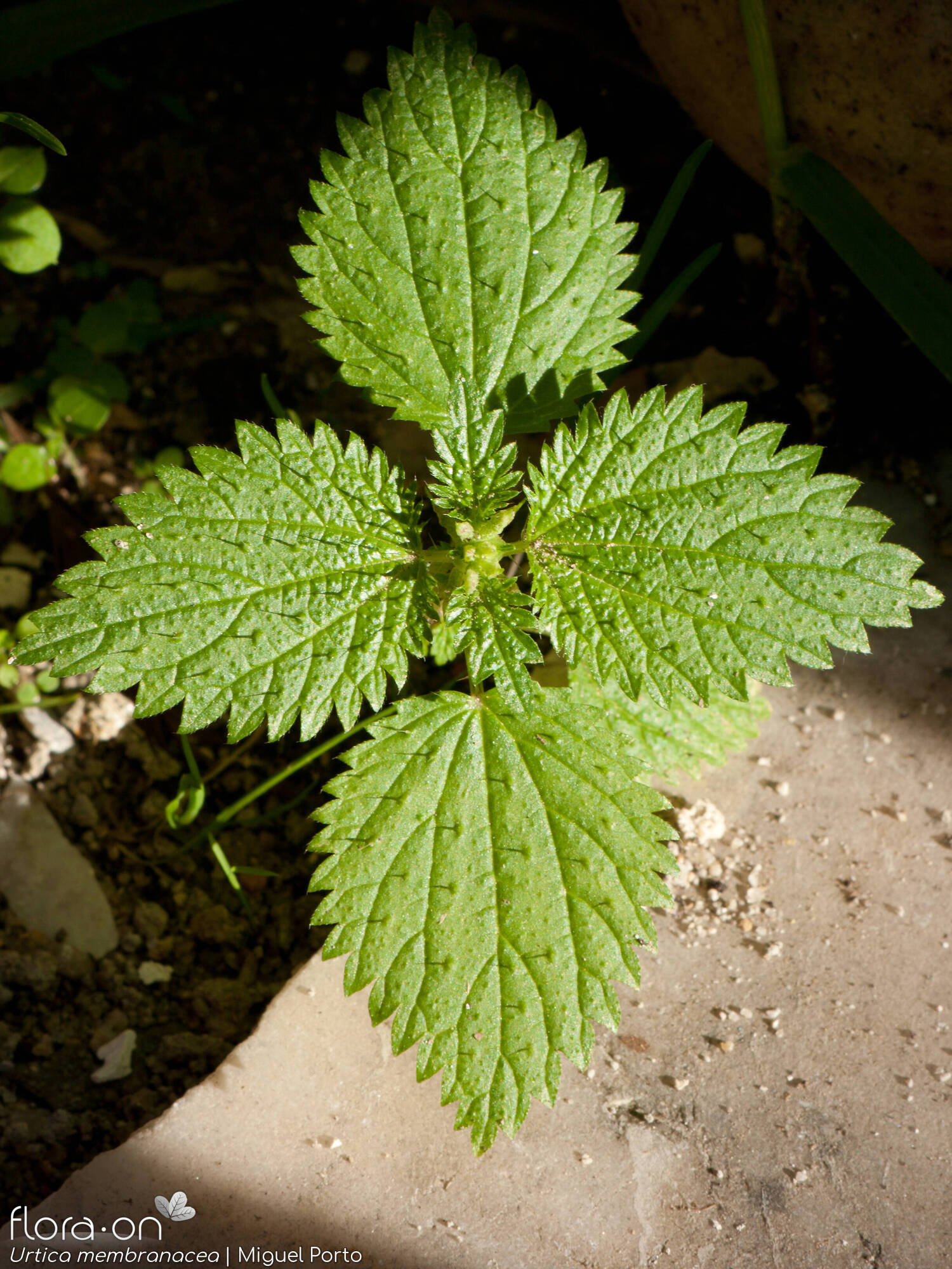 Urtica membranacea