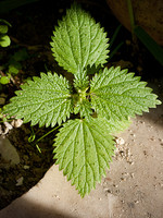 Urtica membranacea