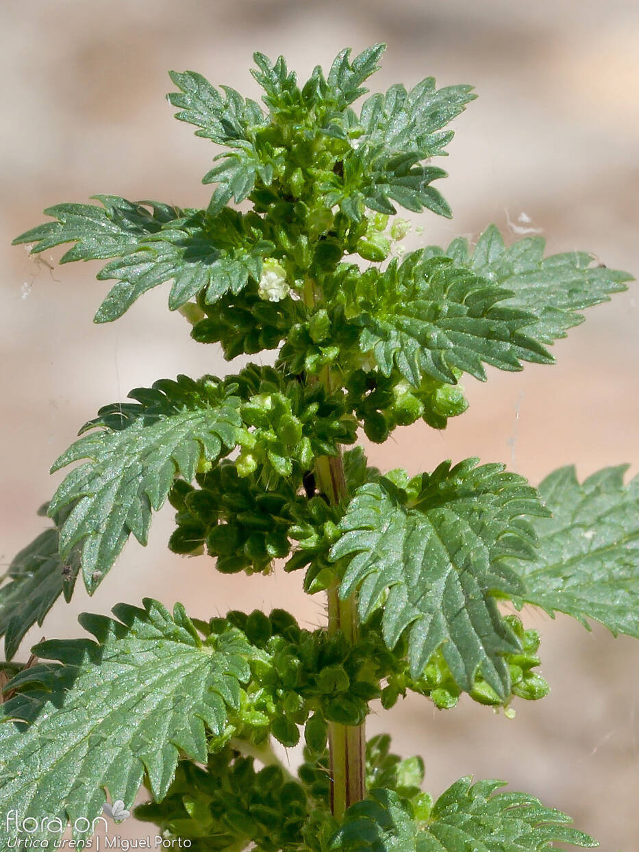 Urtica urens