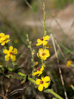 Verbascum sinuatum