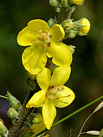 Verbascum thapsus