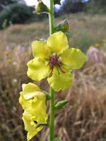 Verbascum virgatum
