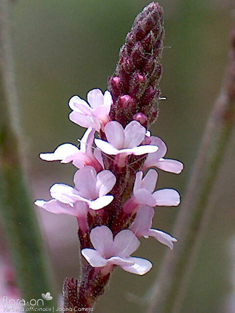 Verbena officinalis