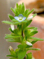 Veronica arvensis