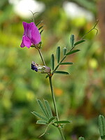 Vicia angustifolia