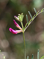 Vicia angustifolia