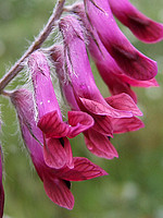 Vicia benghalensis