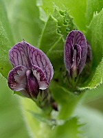 Vicia serratifolia