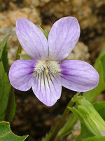 Viola lactea