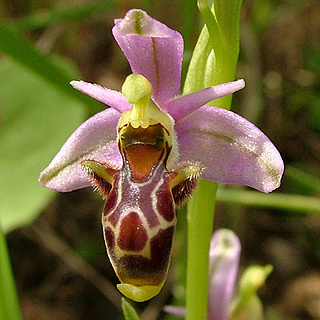 Orquídeas