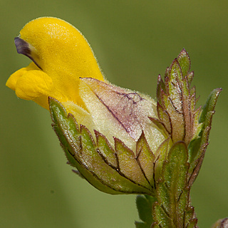 Plantas hemi-parasitas